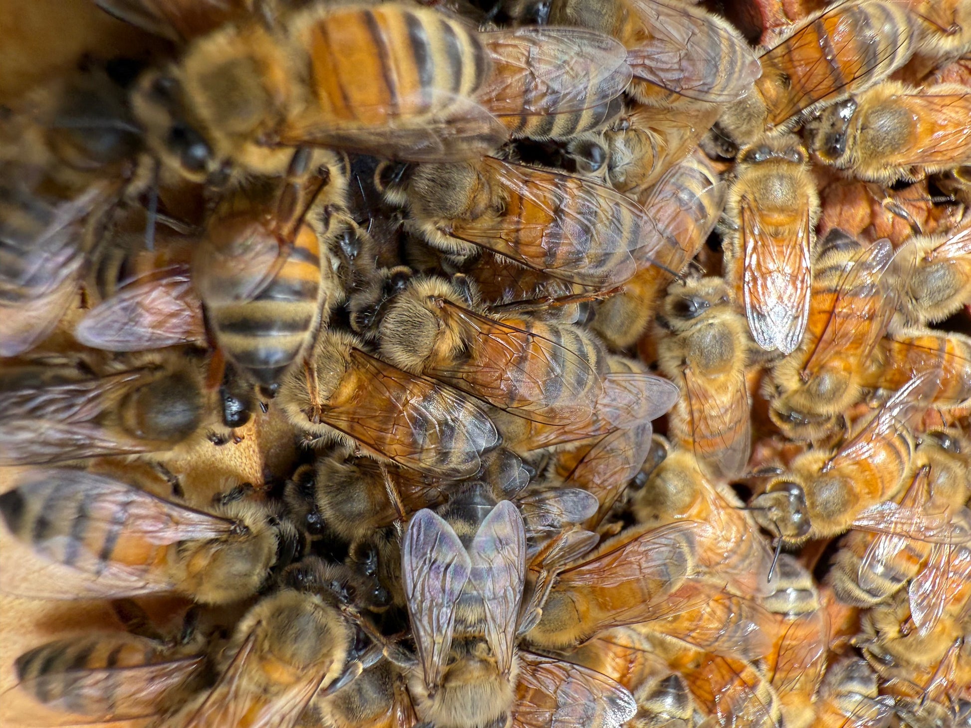 Obi Valley View Raw Honey