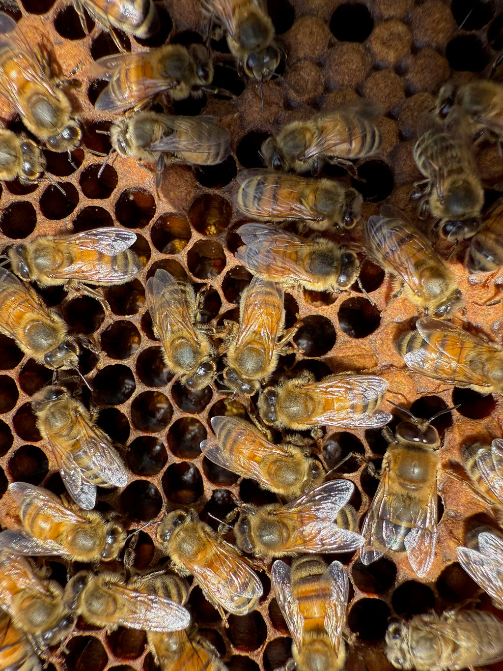 Obi Valley View Raw Honey