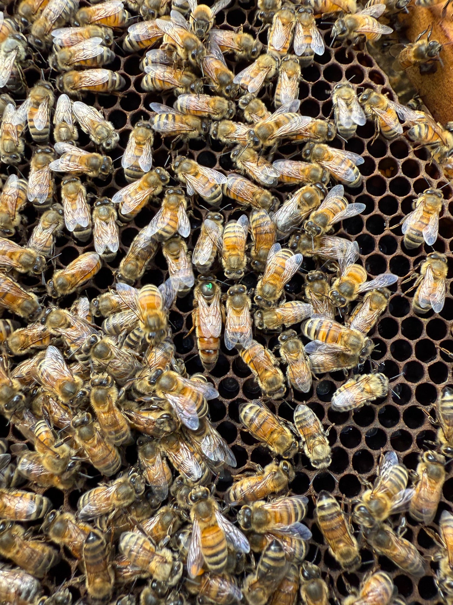 Obi Valley View Raw Honey